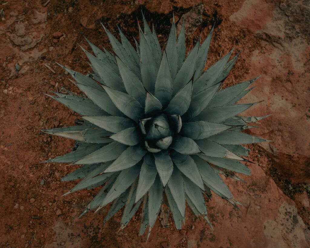 Top-down view of a symmetrical agave plant with sharp, pointed leaves radiating outward against red desert soil.