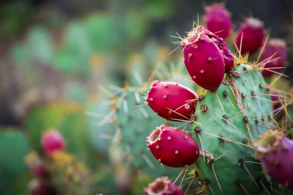 Close-up of a prickly pear cactus with vibrant red fruit, surrounded by green desert foliage.