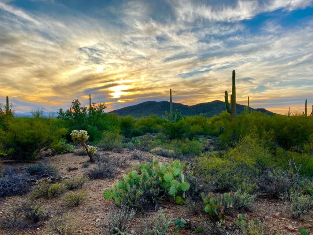 Desert landscape at sunset with saguaro cacti, prickly pear, and rolling hills under a sky filled with golden clouds.