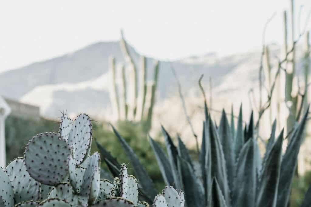 Prickly pear cactus and agave plants in the foreground with blurred desert mountains in the background.