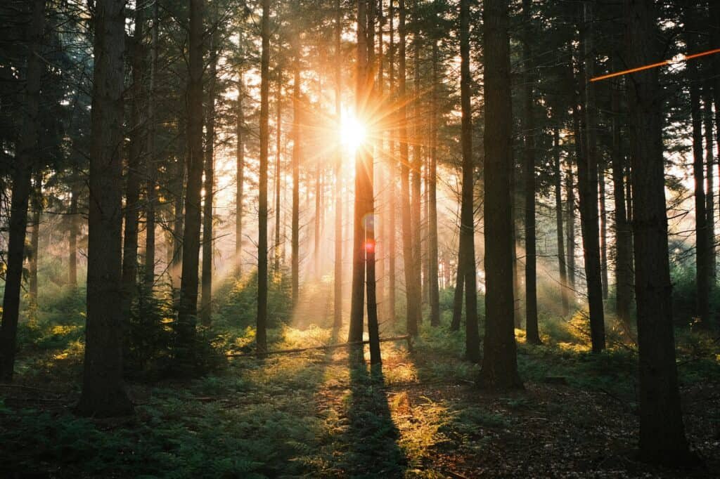 Sunlight filtering through tall trees in a dense forest, casting long shadows and illuminating mist.