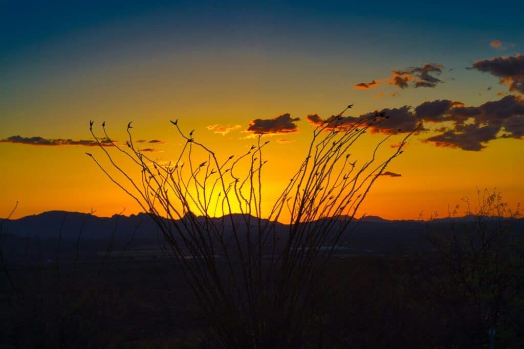 Silhouetted ocotillo branches reaching toward the sky against a vibrant desert sunset with distant mountains.