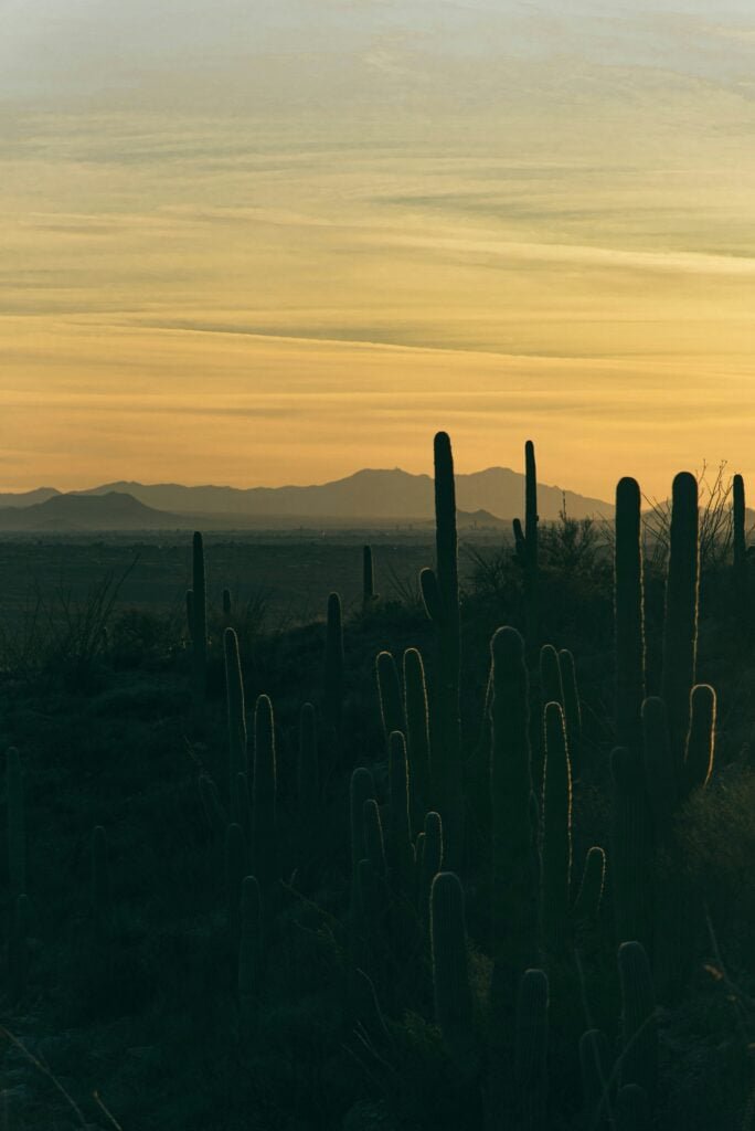 Silhouetted saguaro cacti against a golden desert sunset with distant mountains on the horizon.